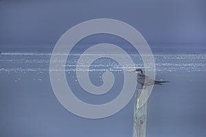 Two image merged together in camera showing the White-cheeked Tern with pollutant floating on water at Busaiteen coast, Bahrain