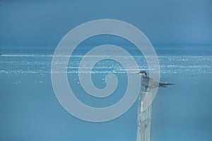 Two image merged together in camera showing the White-cheeked Tern with pollutant floating on water at Busaiteen coast, Bahrain