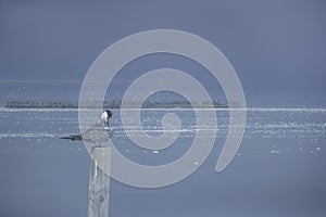 Two image merged together in camera showing the White-cheeked Tern preening with pollutant floating on water at Busaiteen coast,