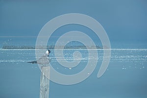 Two image merged together in camera showing the White-cheeked Tern preening with pollutant floating on water at Busaiteen coast,