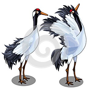 Two images of Japanese crane. Vector bird isolated