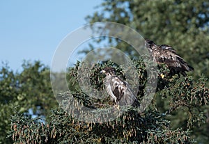 Two immature bald eagles in a tree