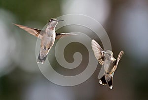 Two Immature Male Ruby-Throated Hummingbirds