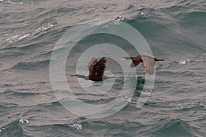 Two immature Shag, Phalacrocorax arstotelis, flying over sea. UK. wav