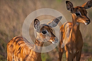 Two Impala Aepyceros melampus lambs 15218