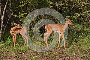 Two Impala Aepyceros melampus lambs 15227