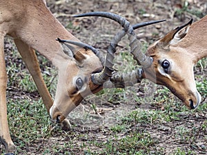 Impalas locking horns