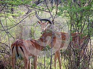Two impala antelope hide in an acacia thicket in the bushveld in South Africa