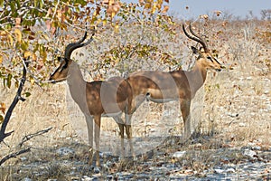 Two Impala antelopes at Etosha National Park, Namibia