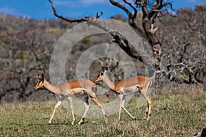 Two Impala Buck Wildlife