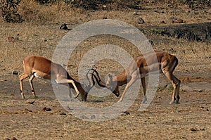 Two Impala males battle each other