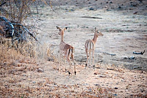 Two Impala in open ground