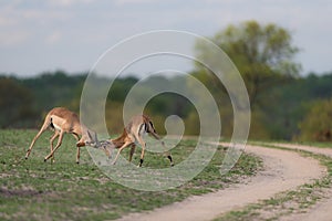 Two impala rams tussling in a grassy clearing beside a dirt road.