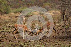 Two impalas Aepyceros melampus males fighting.