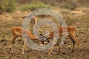 Two impalas Aepyceros melampus males fighting.