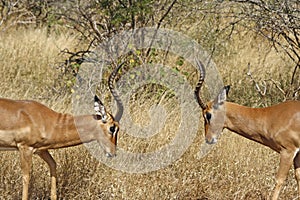 Two impalas fighting