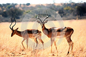 Two Impalas walking in the dry savanna grass.