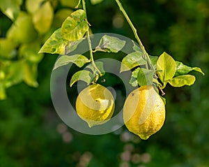 Two imperfect lemons with flaws on the tree