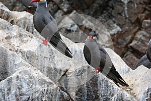 Two Inca tern Larosterna inca bird on the rock.