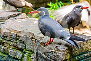 Two inca terns together on a rock, coastal birds from america, funny bird with moustache, near threatened animal specie