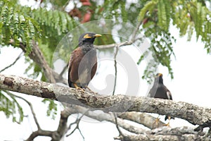 Two indian cuckoo