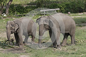 Two Indian Elephant in Thai Safari Environment
