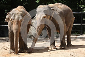 Two Indian elephants (Elephas maximus indicus).