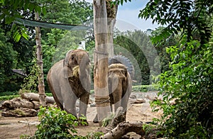 Two indian elephants (Elephas maximus indicus) eating hay