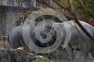 Two Indian elephants, in Latin called Elephas maximus indicus in lateral view, adult animal and young one.