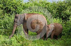 Majestic elephant Elephas maximus in Udawalawe national park - mother and baby in the bushes Sri Lanka safari