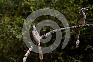 Two Indian gray hornbills (Ocyceros birostris) perched on a branch