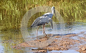 Two Indian Open Bill Storks