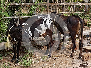 Two Indian origin cows together standing in a shade in village