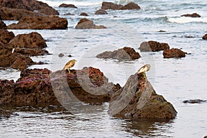 Two Indian Pond Herons standing on Rocks looking for Prey