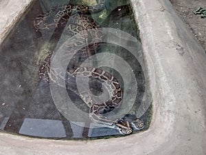 two indian pythons snake at the zoo