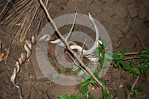 Two Indian snakes are mating in an abandoned place in the dark night