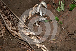 Two Indian snakes are mating in an abandoned place in the dark night