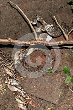 Two Indian snakes are mating in an abandoned place in the dark night