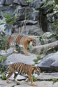 Two Indian tigers in the Alfred Brehm House, Tierpark Berlin