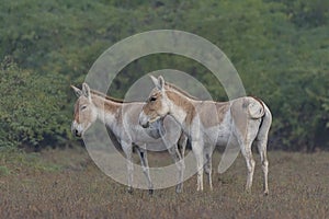 Two Indian wild ass Equus hemionus khur close up.
