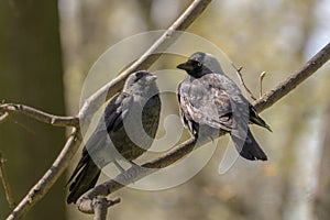 Two individuals of jackdaw perched on branch