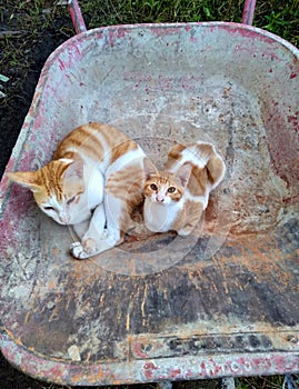 two Indonesia moggie cat sitting inside abadoned old and dirty wheelbarrow cart