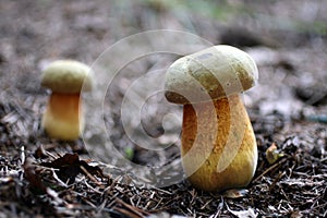 Two inedible toadstool mushrooms