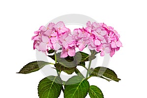 Two inflorescences of Hydrangea macrophylla pink flowers isolated on white background
