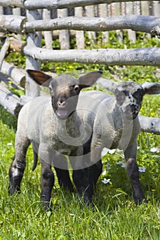 Two inquisitive lambs