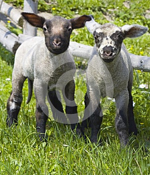 Two inquisitive lambs