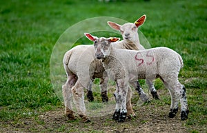 Two inquisitive lambs in a field