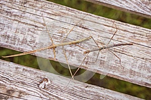 Two insect stick insects on wooden boards. Rare exotic ghostly insects in nature