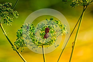 Two insects with black and red stripes sit mated on a plant