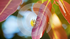 Insects on the leaves